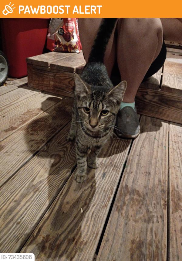 Found/Stray Male Cat last seen Main St, City Line Trucking, Pittston Bypass, Jenkins Township, PA 18640