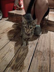 Found/Stray Male Cat last seen Main St, City Line Trucking, Pittston Bypass, Jenkins Township, PA 18640