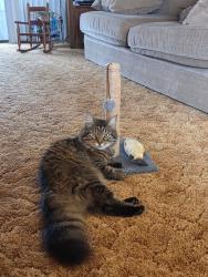 Lost Male Cat last seen Daile Court off Rose of Sharon & West 4100 Carver St., Cole Mill Rd/Picnic nearby, Durham, NC 27712