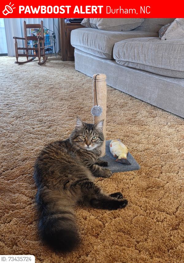 Lost Male Cat last seen Daile Court off Rose of Sharon & West 4100 Carver St., Cole Mill Rd/Picnic nearby, Durham, NC 27712