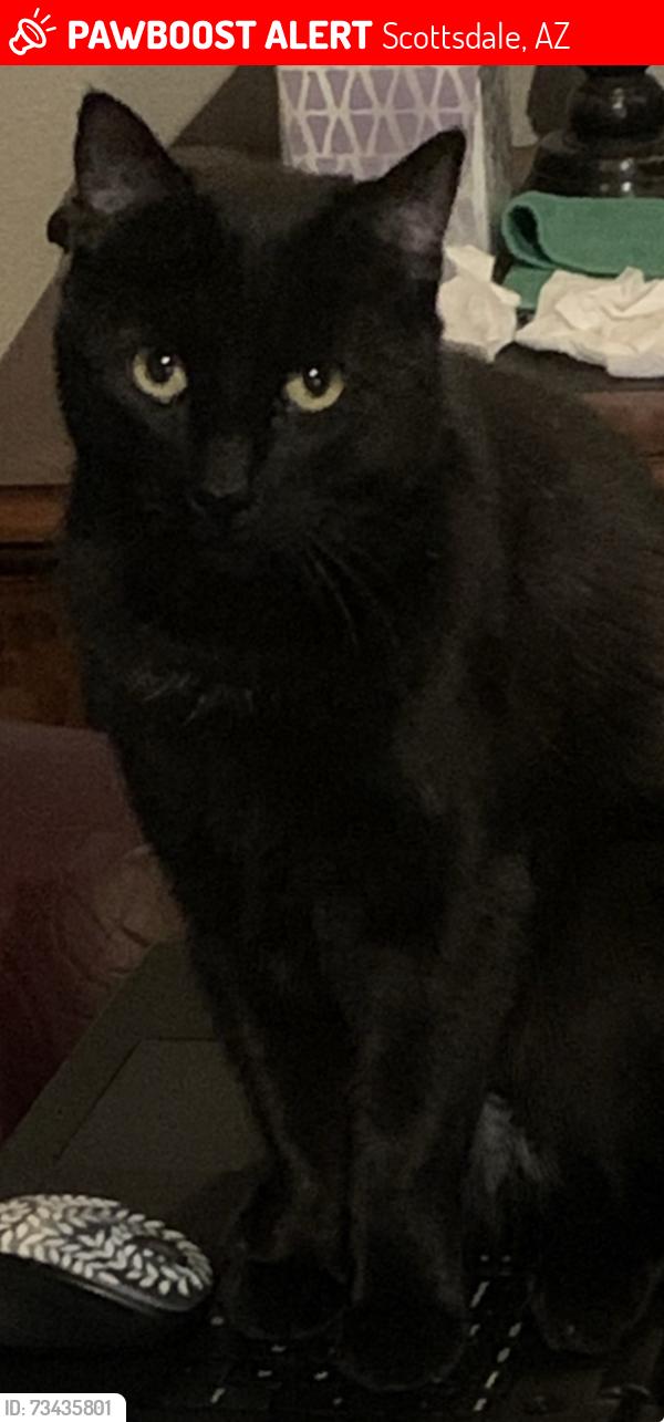 Lost Male Cat last seen Hayden/Via Linda -Hayden:/Mt View, Scottsdale, AZ 85258