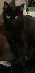 Lost Male Cat last seen Hayden/Via Linda -Hayden:/Mt View, Scottsdale, AZ 85258