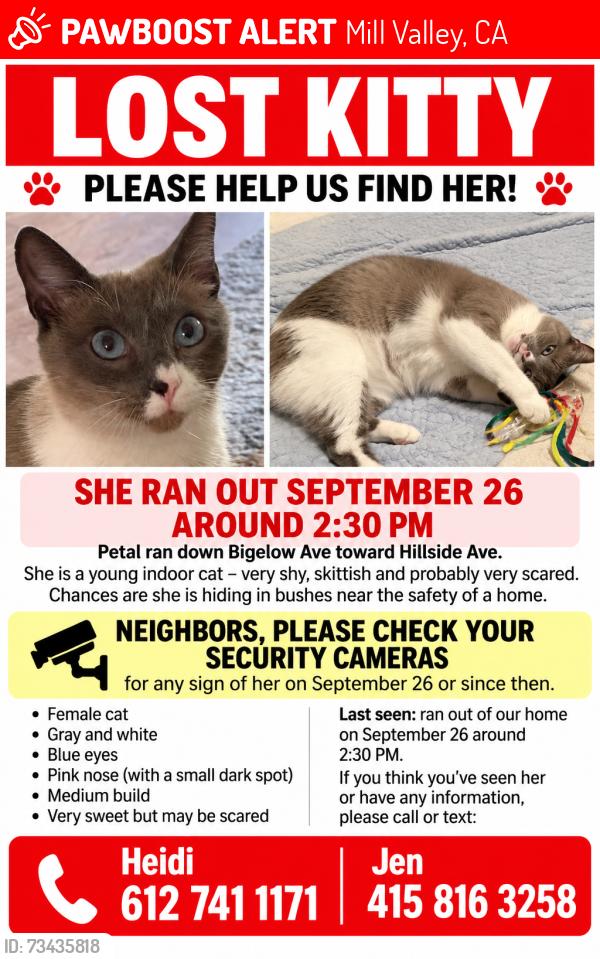 Lost Female Cat last seen Blythdale and Bigelow, Mill Valley, CA 94941