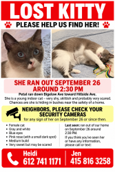 Lost Female Cat last seen Blythdale and Bigelow, Mill Valley, CA 94941