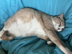 Lost Male Cat last seen Lake Drive, Lino Lakes, MN 55014
