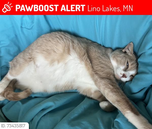 Lost Male Cat last seen Lake Drive, Lino Lakes, MN 55014