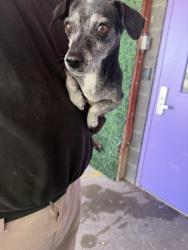 Shelter Stray Female Dog last seen Near Dyer St, El Paso, TX 79930, CITY of El Paso,, 5001 Fred Wilson Ave, El Paso, TX 79906, USA
