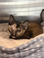 Shelter Stray Female Cat last seen S Valentine Ave & W Jensen Ave, Fresno Zone Fresno CO 1A 93706, CA, 1510 W Dan Ronquillo Dr, Fresno, CA 93706, USA