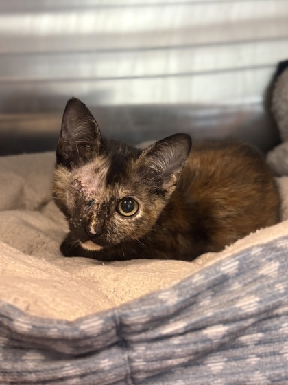 Shelter Stray Female Cat last seen S Valentine Ave & W Jensen Ave, Fresno Zone Fresno CO 1A 93706, CA, 1510 W Dan Ronquillo Dr, Fresno, CA 93706, USA