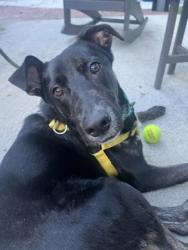 Shelter Stray Male Dog last seen Near Pleasantbrook Village Ln Atlanta, 30340, 30340, GA, 3280 Chamblee Dunwoody Rd, Chamblee, GA 30341, USA