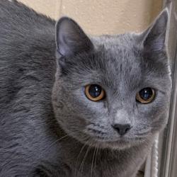Shelter Stray Female Cat last seen Near blk. Tudor Drive, Fitchburg, City of, WI, 5132 Voges Rd, Madison, WI 53718, USA