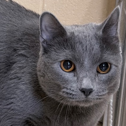Shelter Stray Female Cat last seen Near blk. Tudor Drive, Fitchburg, City of, WI, 5132 Voges Rd, Madison, WI 53718, USA