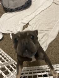 Found/Stray Male Dog last seen Flint post office CR 137, Smith County, TX 75703