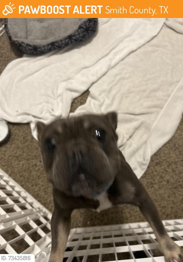 Found/Stray Male Dog last seen Flint post office CR 137, Smith County, TX 75703