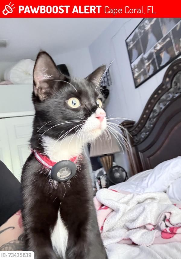 Lost Male Cat last seen Nw 29 terrace, Cape Coral, FL 33993