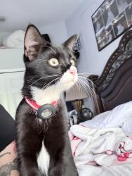 Lost Male Cat last seen Nw 29 terrace, Cape Coral, FL 33993