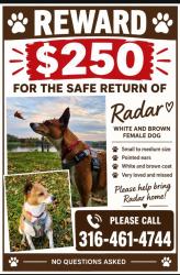 Lost Female Dog last seen Garand Valley and Corn Tassle, Colorado Springs, CO 80911