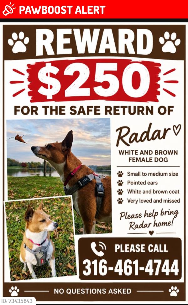 Lost Female Dog last seen Garand Valley and Corn Tassle, Colorado Springs, CO 80911
