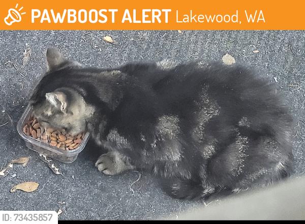 Found/Stray Unknown Cat last seen LakeCity Church, Lakewood, WA 98498