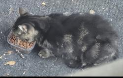 Found/Stray Unknown Cat last seen LakeCity Church, Lakewood, WA 98498