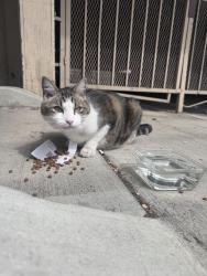 Found/Stray Unknown Cat last seen Third and Ivy, San Diego, CA 92103