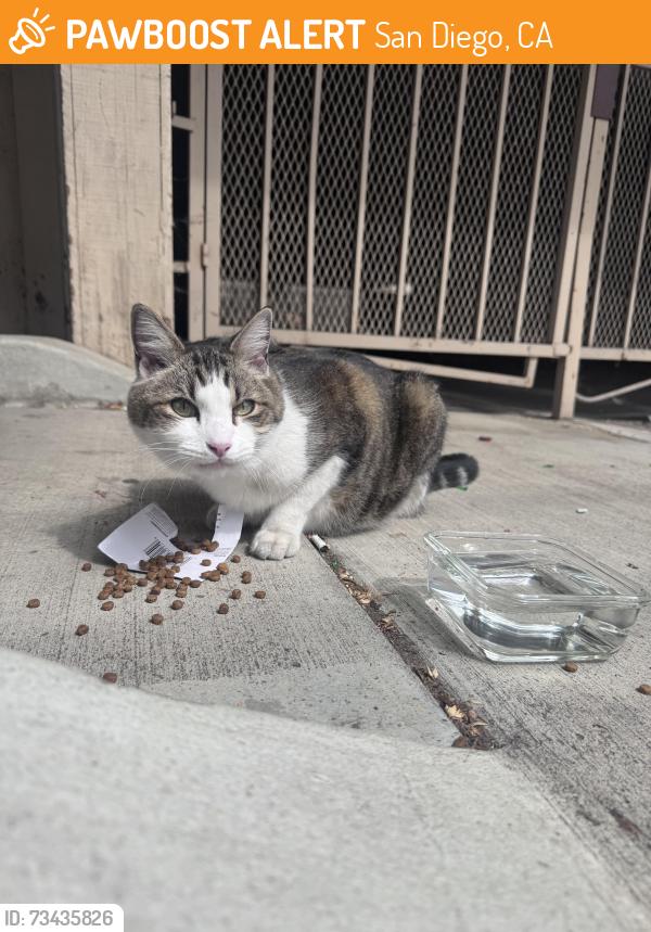 Found/Stray Unknown Cat last seen Third and Ivy, San Diego, CA 92103