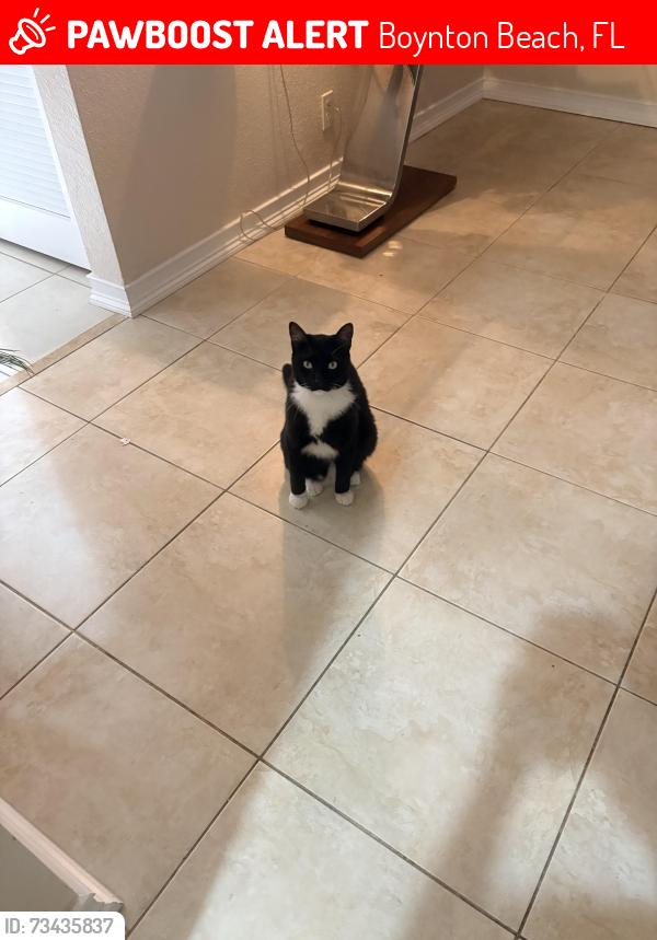 Lost Male Cat last seen Imagine chancellor school and its a neighborhood called cedar ridge, Boynton Beach, FL 33426