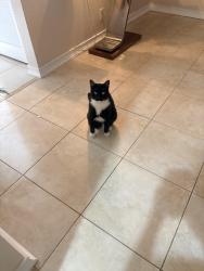 Lost Male Cat last seen Imagine chancellor school and its a neighborhood called cedar ridge, Boynton Beach, FL 33426