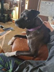 Reunited Male Dog last seen Pleasant Valley Rd, Penn Valley, CA, USA, Penn Valley, CA 95946
