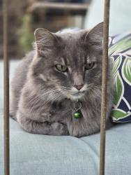 Lost Female Cat last seen 25th Ave and Imboden Rd, Watkins, CO 80137