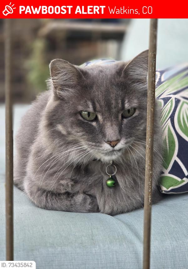 Lost Female Cat last seen 25th Ave and Imboden Rd, Watkins, CO 80137