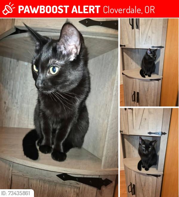 Lost Female Cat last seen Woods / Pacific City border, Cloverdale, OR 97112