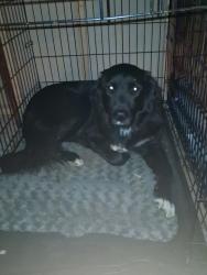 Reunited Male Dog last seen Pleasant Valley Rd, Penn Valley, CA, USA, Penn Valley, CA 95946