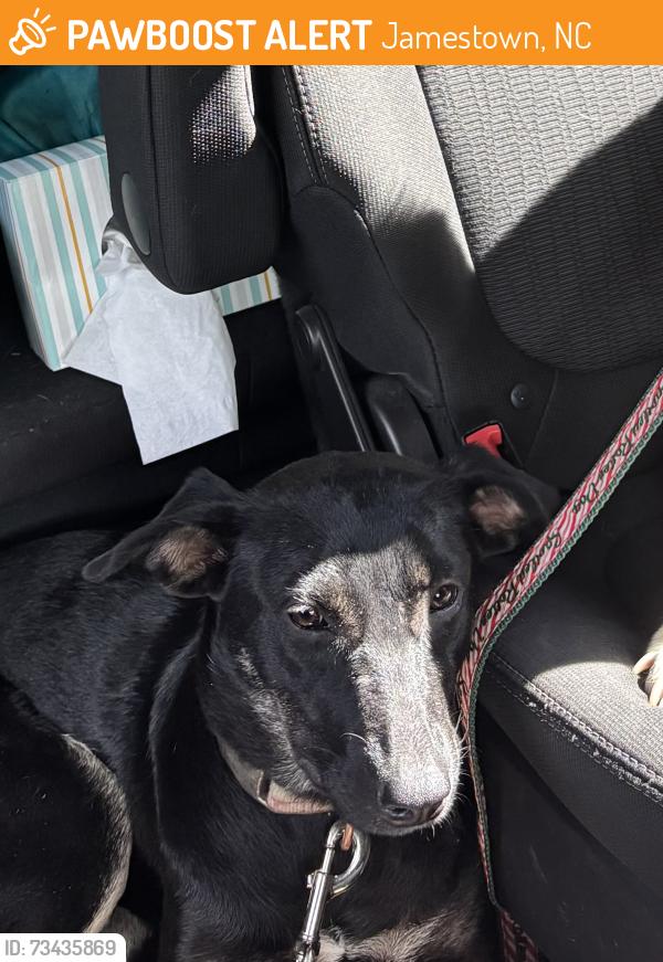 Found/Stray Female Dog last seen On overpass of Jamestown parkeay, Jamestown, NC 27282