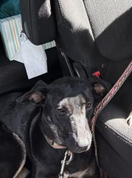 Found/Stray Female Dog last seen On overpass of Jamestown parkeay, Jamestown, NC 27282