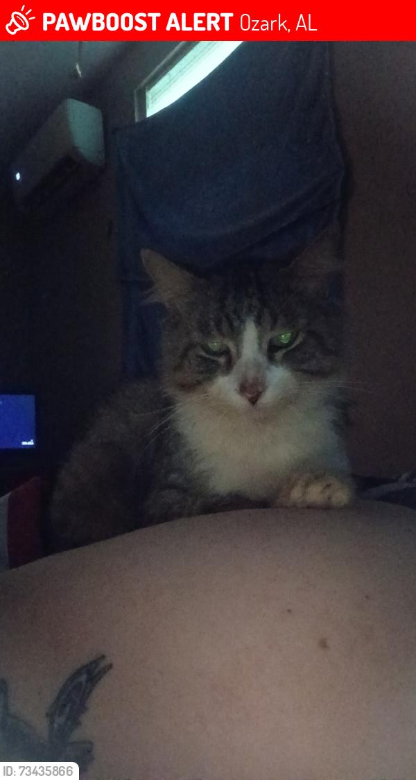 Lost Male Cat last seen Across 618 apt a, Ozark, AL 36360