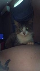 Lost Male Cat last seen Across 618 apt a, Ozark, AL 36360