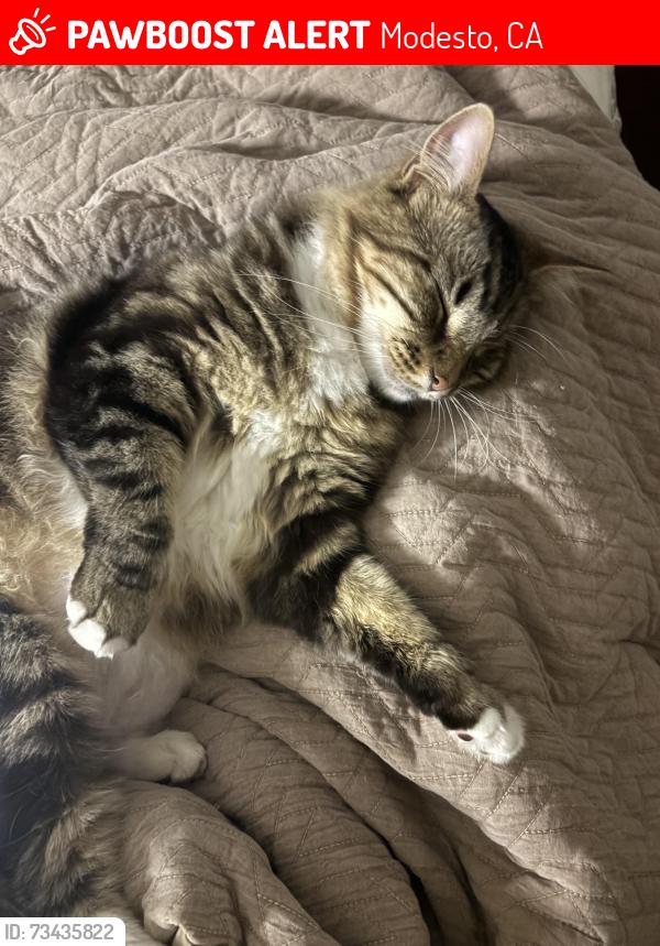 Lost Male Cat last seen Near north olive ave, Modesto, CA 95350
