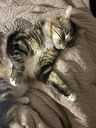 Lost Male Cat last seen Near north olive ave, Modesto, CA 95350