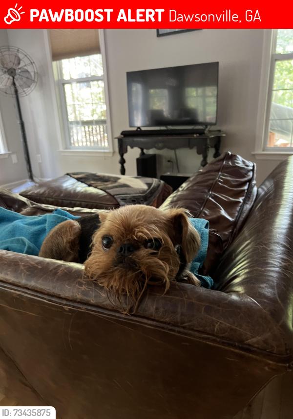 Lost Female Dog last seen Highway 9 S, Dawsonville GA, Dawsonville, GA 30534