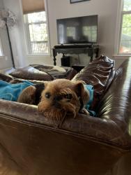 Lost Female Dog last seen Highway 9 S, Dawsonville GA, Dawsonville, GA 30534