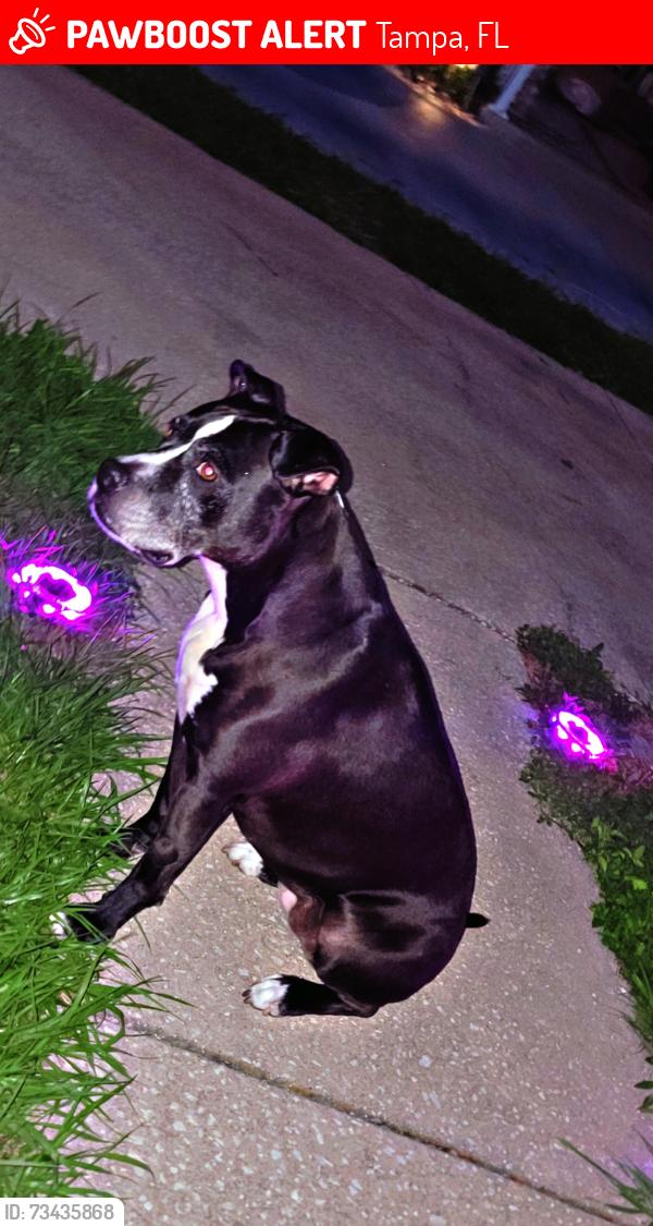 Lost Female Dog last seen Saddle Creek Drive and Cooperfield Dr, Tampa, FL 33618