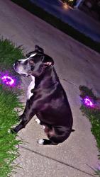 Lost Female Dog last seen Saddle Creek Drive and Cooperfield Dr, Tampa, FL 33618