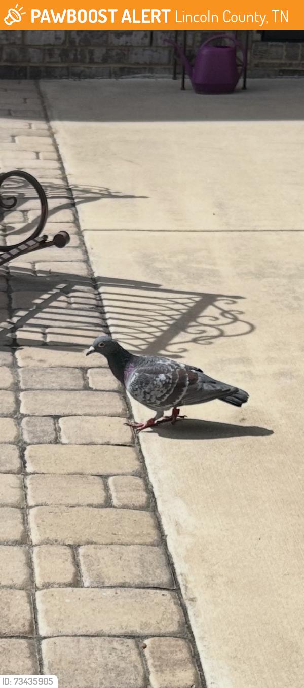 Found/Stray Unknown Bird last seen Ardmore highway, Lincoln County, TN 38449
