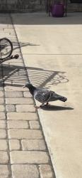 Found/Stray Unknown Bird last seen Ardmore highway, Lincoln County, TN 38449
