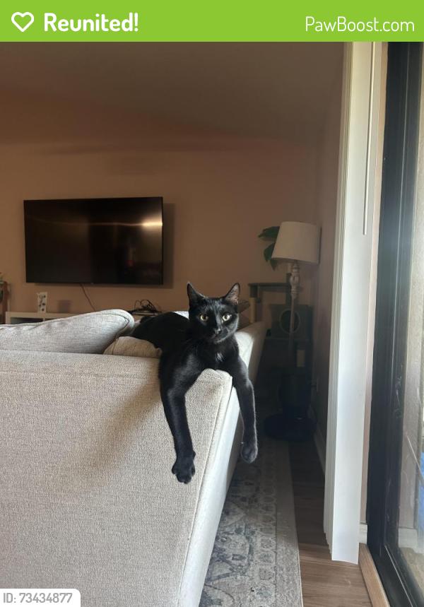 Reunited Female Cat last seen Chiquita and Trafalgar near Trafalgar Middle School, Cape Coral, FL 33991