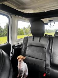 Lost Female Dog last seen SW 150th & SW Goldenrod, Rose Hill, KS 67133