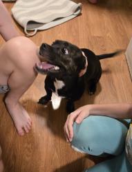 Found/Stray Female Dog last seen Eakin Ave and Cherryland Dr, Pittsburgh, PA 15214
