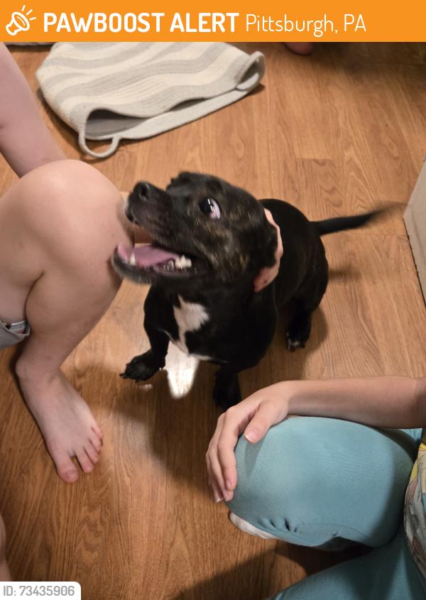 Found/Stray Female Dog last seen Eakin Ave and Cherryland Dr, Pittsburgh, PA 15214