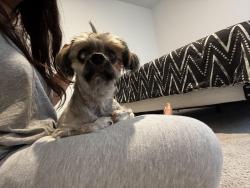 Found/Stray Female Dog last seen Pitts Road, Park Row, TX 77493